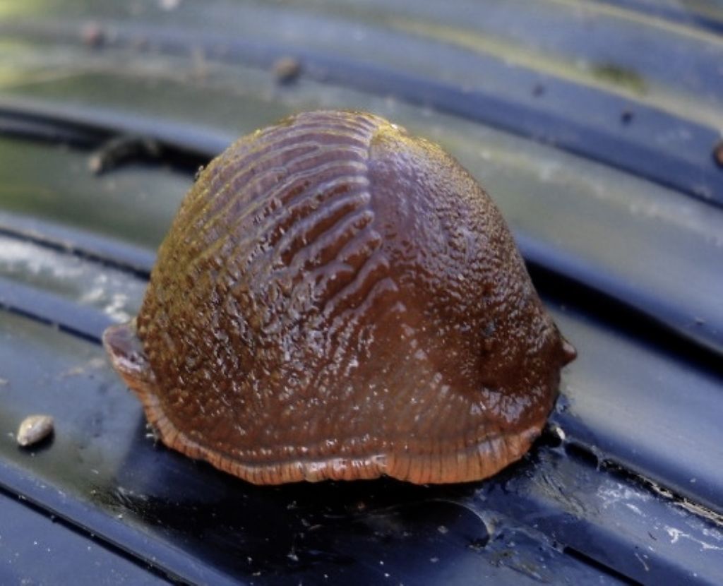 In un orto della Sardegna Nord-Orientale: Diversibipalium cfr. multilineatum